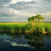 Photo of the Florida Everglades
